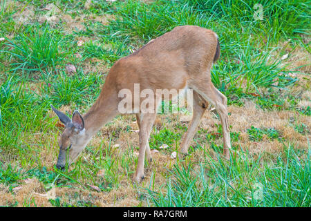 Blacktail deer se nourrir dans la prairie sur la péninsule Olympique à Washington Banque D'Images