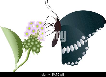 Papillon noir assis sur une fleur sur un fond blanc. Illustration de Vecteur