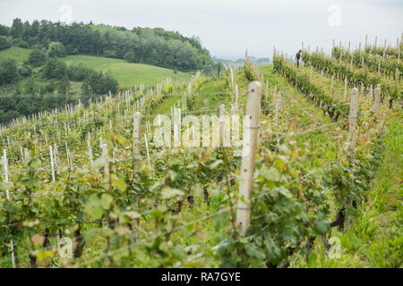 Le paysage de vignes dans la région du Piémont en Italie du Nord, près de Barolo Banque D'Images