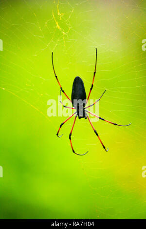 Sur Spider Cobweb dans Rainforest Banque D'Images