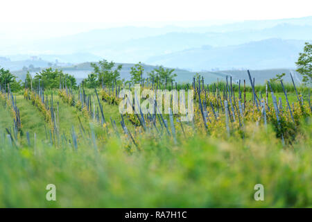 Le paysage de vignes dans la région du Piémont en Italie du Nord, près de Barolo Banque D'Images