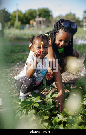 Une jeune fille choisit une fraise à partir d'une plante dans le jardin avec l'aide de sa mère. Banque D'Images