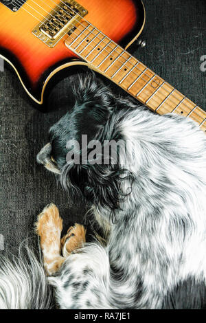 Triste petit chien couché sur le canapé à côté d'une guitare électrique qui ne seront jamais jouer... Banque D'Images