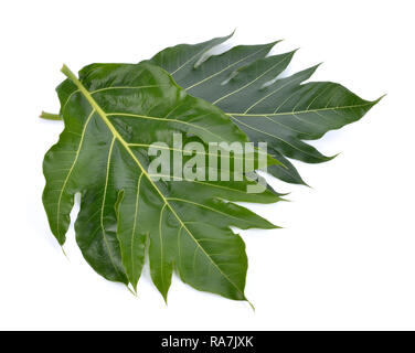 Feuille d'arbre à pain sur fond blanc Banque D'Images