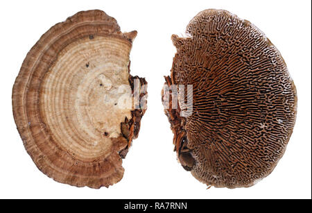 Vues du dessus et du dessous des colonies de champignons champignons d'arbre de la forêt européenne. Isolated on white studio ensemble macro Banque D'Images