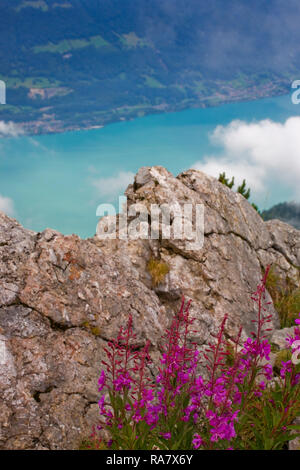 Le Brienzersee (lac de Brienz) depuis les hauteurs de Schynige Platte, Oberland Bernois, Suisse : premier plan montre Rosebay Willowherb Banque D'Images