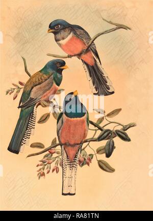 John Gould et W. Hart (British, 1804 ) 1881, Trogan variegatus, probablement 1836, 1838 lithographie en couleur. Repensé Banque D'Images