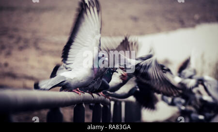 Colombes et de mouettes sur o garde-fous dans le lit du Rhin à Bonn Banque D'Images