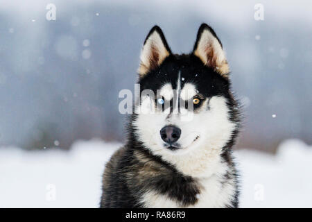 Avec Husky yeux colorés Banque D'Images