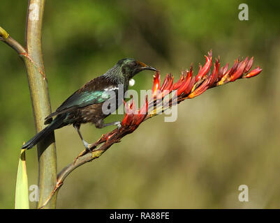 Un tui Prosthemadera novaeseelandiae, se nourrissant de fleurs, le Phormium Banque D'Images