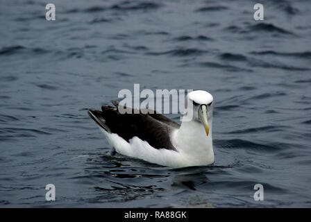 Plafonné blanc de Nouvelle-Zélande mollymawk Banque D'Images