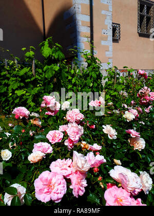 Fleurs et jardin à Cracovie Pologne Banque D'Images