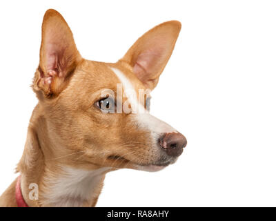 Podenco espagnol chien, portrait en studio sur un fond blanc Banque D'Images