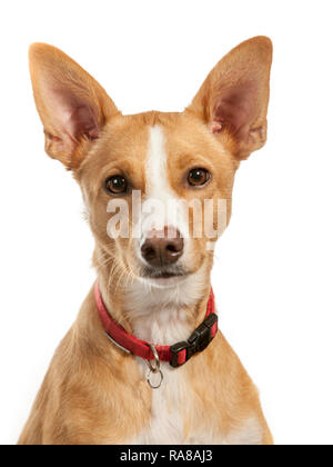 Podenco espagnol chien, portrait en studio sur un fond blanc Banque D'Images