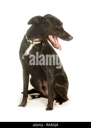 Podenco espagnol chien, portrait en studio sur un fond blanc Banque D'Images