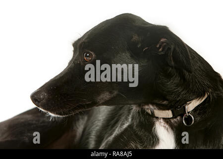 Podenco espagnol chien, portrait en studio sur un fond blanc Banque D'Images