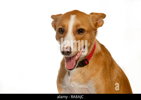 Podenco espagnol chien, portrait en studio sur un fond blanc Banque D'Images