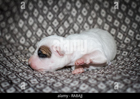 Portrait d'un chiot Bulldog nouveau-né âgé de 3 jours Banque D'Images