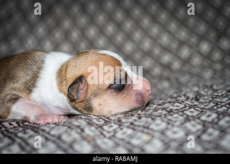 Portrait d'un chiot Bulldog nouveau-né âgé de 3 jours Banque D'Images