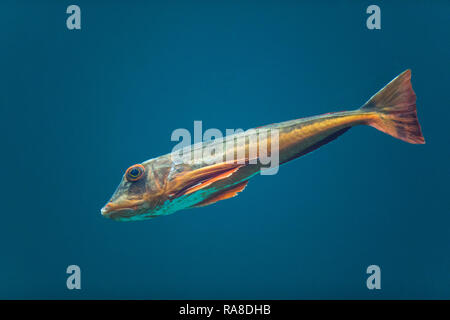 Roter Knurrhahn, Seeschwalbenfisch, Chelidonichthys lucernus, Trigla lucerna, Chelidonichthys lucerna, Grondin, Grondin, sapphirine Le grondin par Banque D'Images