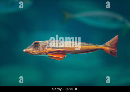Roter Knurrhahn, Seeschwalbenfisch, Chelidonichthys lucernus, Trigla lucerna, Chelidonichthys lucerna, Grondin, Grondin, sapphirine Le grondin par Banque D'Images