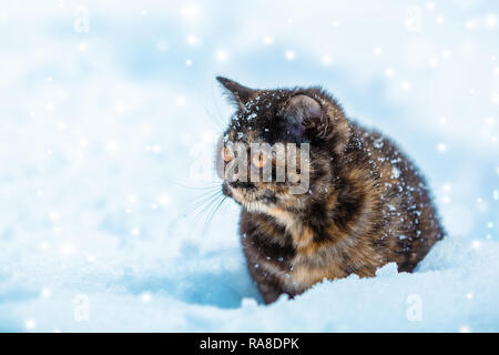 Peu d'écaille chaton assis sur la neige en hiver Banque D'Images