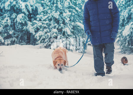 Un homme avec un Labrador retriever chien marche dans la neige en hiver. Chat va derrière un homme Banque D'Images