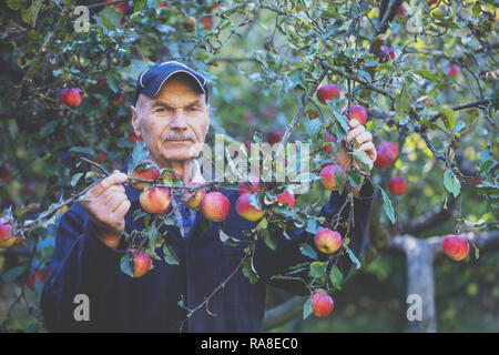 Homme âgé la récolte des pommes dans le verger Banque D'Images