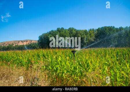 Système d'irrigation en champ de maïs. La Alcarria, Guadalajara, Espagne. Banque D'Images