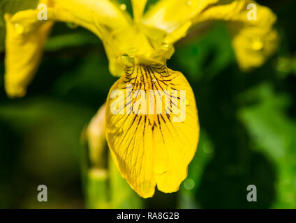 Un plan macro sur un drapeau jaune iris. Banque D'Images