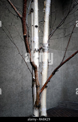 Un gros plan d'un groupe de bouleaux sans feuilles contre un mur de béton Banque D'Images