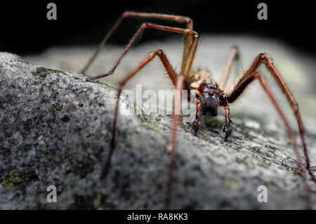 C'est un géant mâle araignée Tegenaria gigantea Maison Eratigena maintenant appelé atrica. Il est typique de voir le mâle comme la femelle reste caché. Banque D'Images