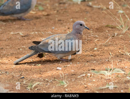 Laughing Dove (Spilopelia senegalensis) Banque D'Images