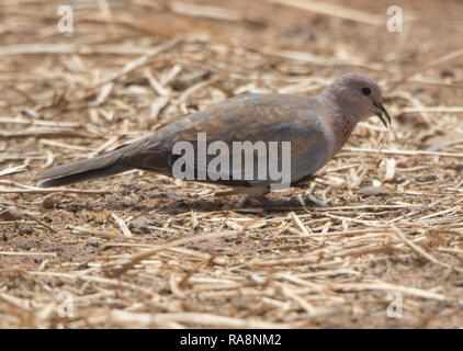 Laughing Dove (Spilopelia senegalensis) Banque D'Images