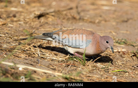 Laughing Dove (Spilopelia senegalensis) Banque D'Images