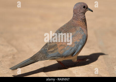 Laughing Dove (Spilopelia senegalensis) Banque D'Images