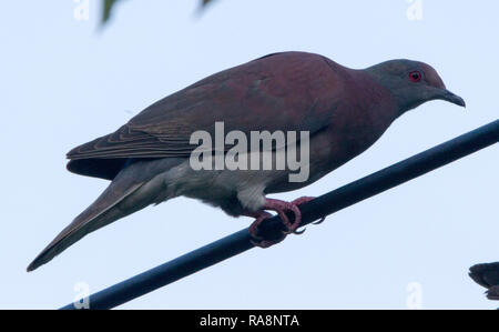 Évent pâle Pigeon (Patagioenas cayennensis) Banque D'Images