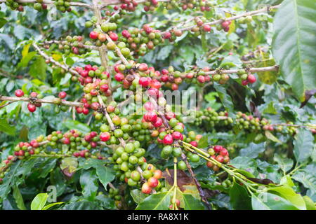 Sur les grains de café caféier à Doi Chaang plantation de café dans la province de Chiang Rai, Thaïlande. Banque D'Images