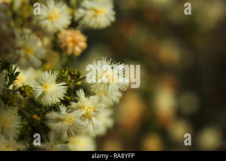 Wattle merimbula Banque D'Images