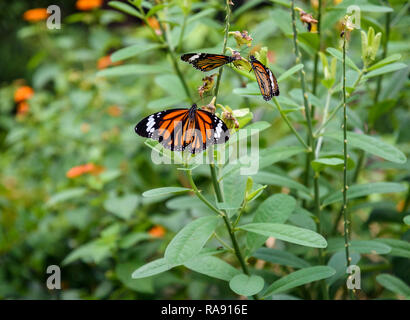 Tigre commun papillons dans Hong Kong Park Banque D'Images