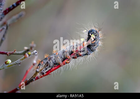 Une chenille se nourrit jusqu'au saule herbacé au local d'Ainsdale réserve naturelle sur la côte de Sefton. Ces papillons apparaissent ici en grand nombre chaque année. Banque D'Images