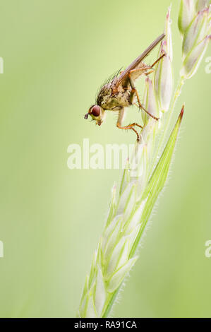 C'est la femme de bouse jaune-fly, Scathophaga stercoraria reposant sur une inflorescence d'herbe dans une prairie humide près de Scorton, Lancashire. Banque D'Images