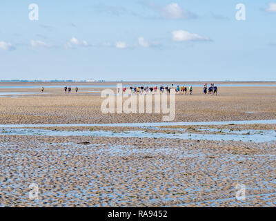 Groupe de personnes de boue randonnée sur mer des Wadden à marée basse à partir de la frise à l'Ouest île Ameland, Pays-Bas Banque D'Images