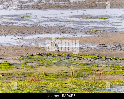 Portrait of a northern sociable, Vanellus vanellus, debout sur zone humide à marée basse de Wadden, Pays-Bas Banque D'Images