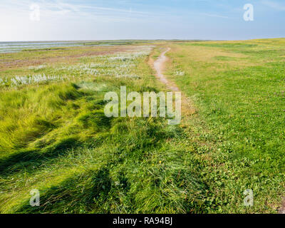 Sentier et marais de sel avec de l'herbe dans la réserve naturelle côtière de l'Ouest sur l'île frisonne Schiermonnikoog, Pays-Bas Banque D'Images