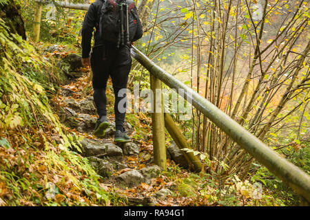 Meilleur marche sur pont de bois en forêt Banque D'Images