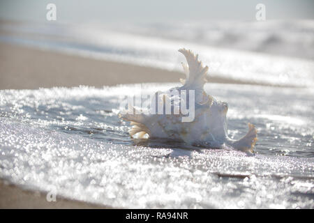 Coquillage sur la plage. Banque D'Images