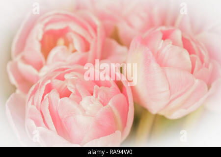 Fleurs tulipes dans des tons de blanc, rose saumon contre l'arrière-plan modèle romantique et nostalgique, effet filtre vintage Banque D'Images