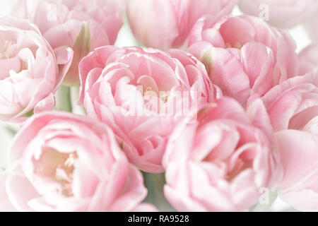 Tulipe rose fleurs en pleine floraison, Nostalgique et romantique, arrière-plan modèle avec effet vintage Banque D'Images