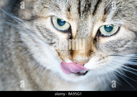 Les chats sauvages sont principalement la population de chats domestiques dans les pays du sud de l'Europe et surtout européens à poil court Banque D'Images